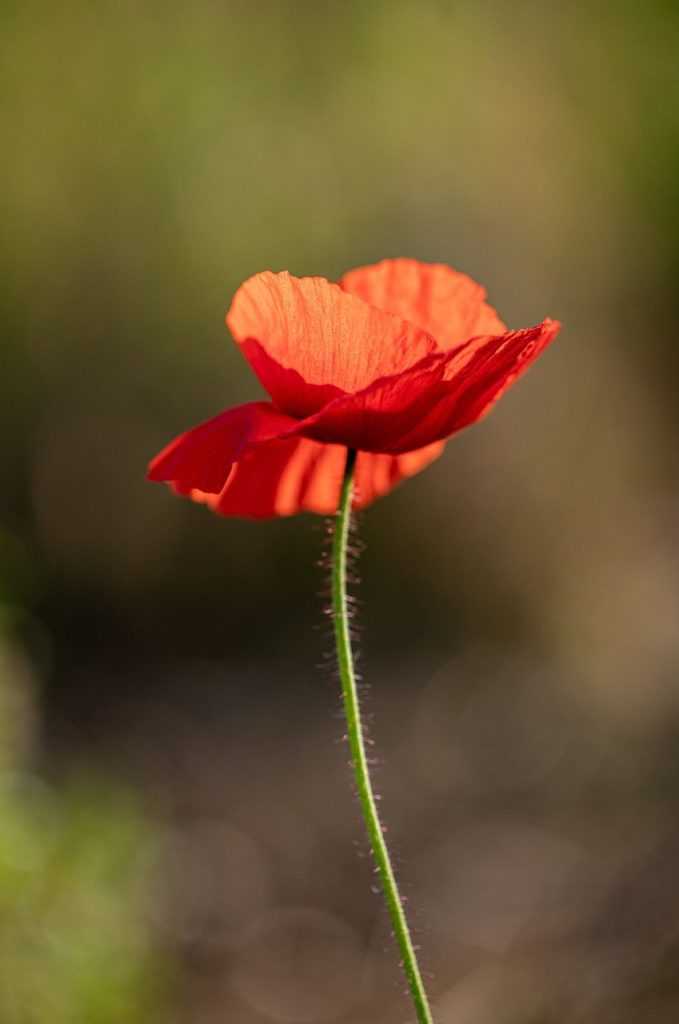 flower, poppy, petals