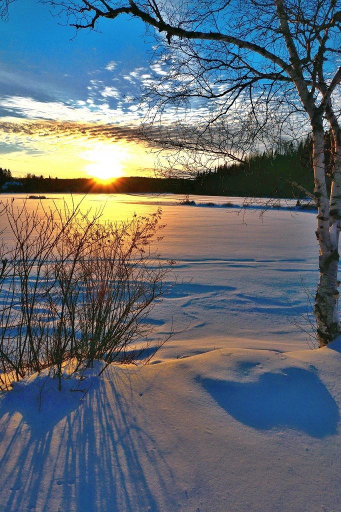 trees, snow, frozen